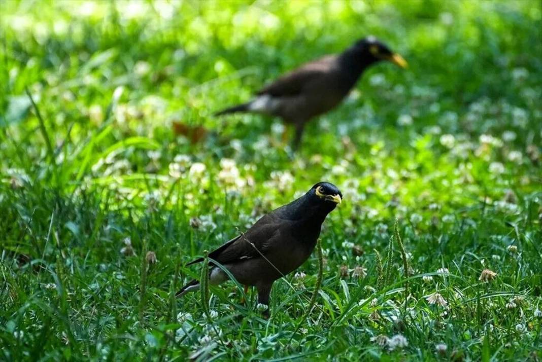 İstanbul parklarında yeni tehlike: İstilacı çiğdeci kuşu, savunmasız kuşların yuvalarını basarak yumurtalarını yiyor 15